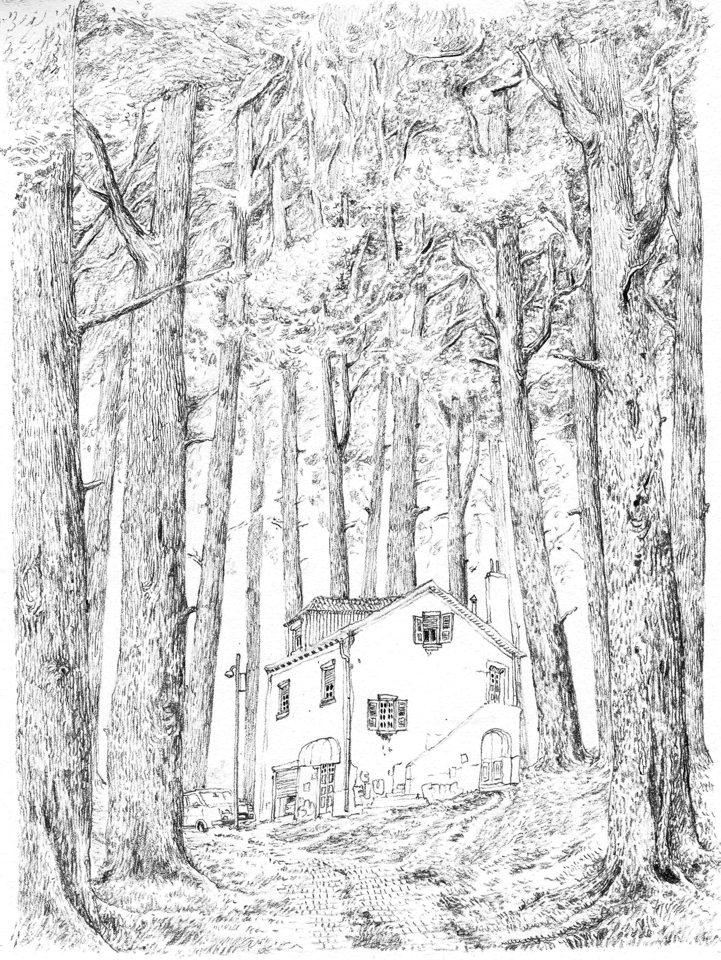 Pencil Sketch - trees